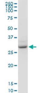 YWHAZ Antibody in Western Blot (WB)