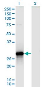 YWHAZ Antibody in Western Blot (WB)