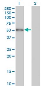 ZBTB25 Antibody in Western Blot (WB)