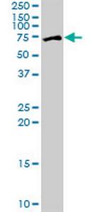 ZNF133 Antibody in Western Blot (WB)