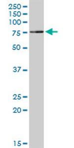 TRIM25 Antibody in Western Blot (WB)