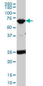 TRIM25 Antibody in Western Blot (WB)