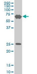 TRIM25 Antibody in Western Blot (WB)