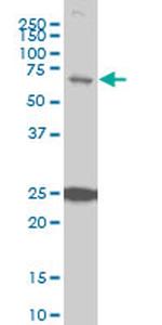 TRIM25 Antibody in Western Blot (WB)