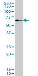 ZNF207 Antibody in Western Blot (WB)