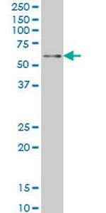 ZNF207 Antibody in Western Blot (WB)