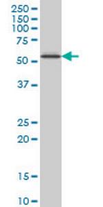 ZNF207 Antibody in Western Blot (WB)