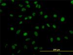 ZNF207 Antibody in Immunocytochemistry (ICC/IF)