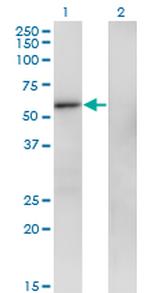 ZNF207 Antibody in Western Blot (WB)