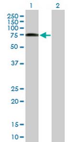 ZYX Antibody in Western Blot (WB)