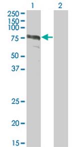 ZYX Antibody in Western Blot (WB)