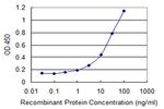 ZYX Antibody in ELISA (ELISA)