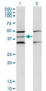 DAP3 Antibody in Western Blot (WB)