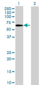 IFRD2 Antibody in Western Blot (WB)