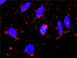 MAPKAPK3 Antibody in Proximity Ligation Assay (PLA) (PLA)