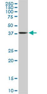 MAPKAPK3 Antibody in Western Blot (WB)