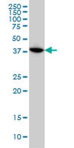 MAPKAPK3 Antibody in Western Blot (WB)