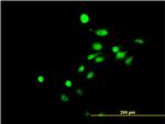 NR4A3 Antibody in Immunocytochemistry (ICC/IF)