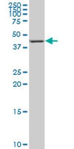 NR4A3 Antibody in Western Blot (WB)