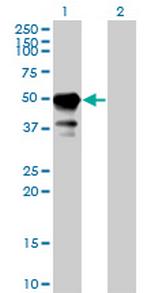 STAM Antibody in Western Blot (WB)