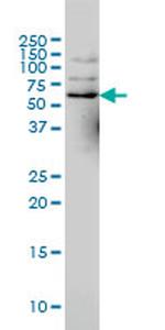 NCOA4 Antibody in Western Blot (WB)