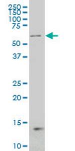 NCOA4 Antibody in Western Blot (WB)