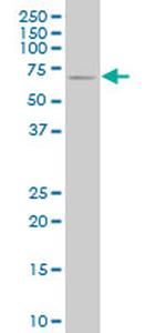 NCOA4 Antibody in Western Blot (WB)