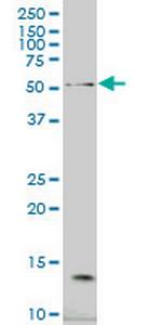 NCOA4 Antibody in Western Blot (WB)