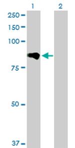 ADAM12 Antibody in Western Blot (WB)