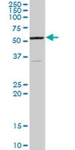 AAAS Antibody in Western Blot (WB)