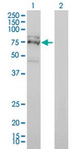 FXR1 Antibody in Western Blot (WB)