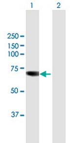 TKTL1 Antibody in Western Blot (WB)