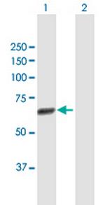 CDC45L Antibody in Western Blot (WB)