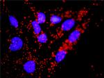 CDC45L Antibody in Proximity Ligation Assay (PLA) (PLA)