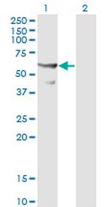 CDC45L Antibody in Western Blot (WB)