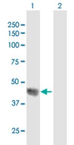 SPOP Antibody in Western Blot (WB)