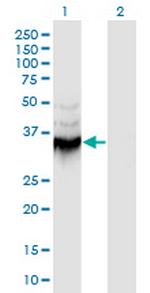 ANXA9 Antibody in Western Blot (WB)