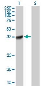 DUSP11 Antibody in Western Blot (WB)