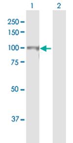 CUL4B Antibody in Western Blot (WB)