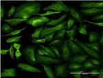 SEMA7A Antibody in Immunocytochemistry (ICC/IF)