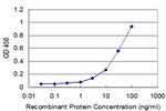 IKBKG Antibody in ELISA (ELISA)