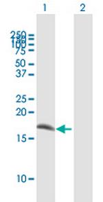 IFITM1 Antibody in Western Blot (WB)