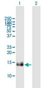 IFITM1 Antibody in Western Blot (WB)