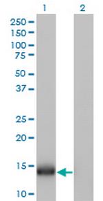 IFITM1 Antibody in Western Blot (WB)