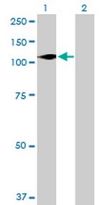 DGKZ Antibody in Western Blot (WB)