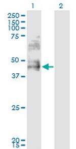 DDO Antibody in Western Blot (WB)