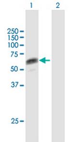 CSDA Antibody in Western Blot (WB)