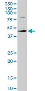 CSDA Antibody in Western Blot (WB)