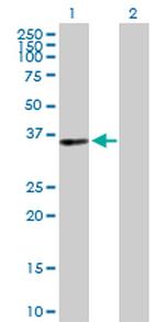 PIR Antibody in Western Blot (WB)