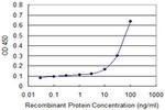 PRKRA Antibody in ELISA (ELISA)